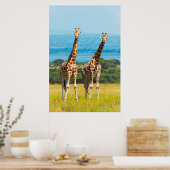 Giraffes op de Savanna in Oeganda Poster (Keuken)
