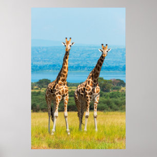 Giraffes op de Savanna in Oeganda Poster