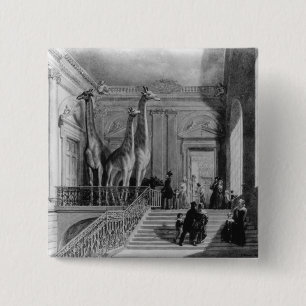 Giraffes op de trap in het Verenigd Koninkrijk Vierkante Button 5,1 Cm