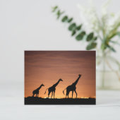 Giraffes op Sunset Briefkaart (Staand voorkant)
