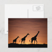 Giraffes op Sunset Briefkaart (Voorkant / Achterkant)