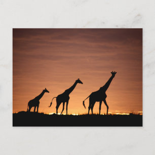 Giraffes op Sunset Briefkaart