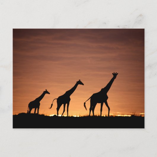 Giraffes op Sunset Briefkaart (Voorkant)