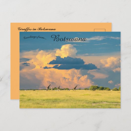 Giraffes op Sunset in Botswana Briefkaart (Voorkant / Achterkant)