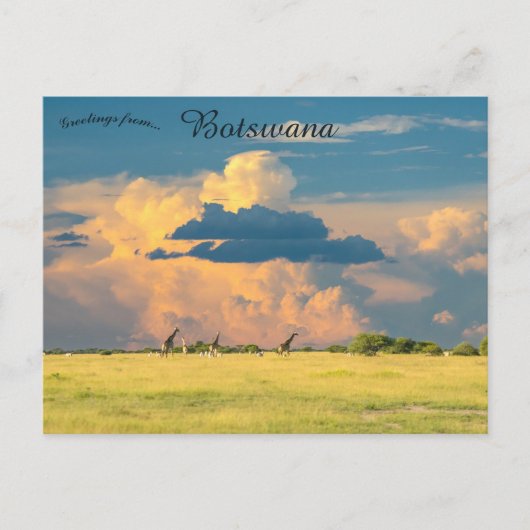 Giraffes op Sunset in Botswana Briefkaart (Voorkant)