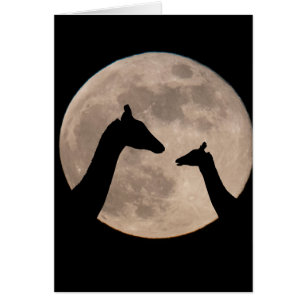 Giraffes op volle maan
