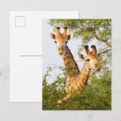 Giraffes Peeking Above Vegetation Briefkaart (Voorkant / Achterkant)