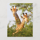 Giraffes Peeking Above Vegetation Briefkaart (Voorkant)