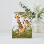 Giraffes Peeking Above Vegetation Briefkaart (Staand voorkant)