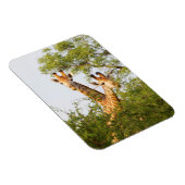 Giraffes Peeking Above Vegetation Magneet (Rechterzijde)