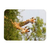 Giraffes Peeking Above Vegetation Magneet (Horizontaal)