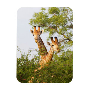 Giraffes Peeking Above Vegetation Magneet