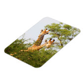 Giraffes Peeking Above Vegetation Magneet (Linkerzijde)