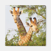 Giraffes Peeking Above Vegetation Magneet (Voorkant)