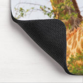 Giraffes Peeking Above Vegetation Muismat (Hoek)