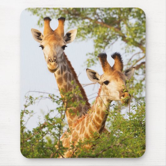 Giraffes Peeking Above Vegetation Muismat (Voorkant)