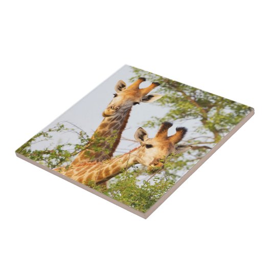 Giraffes Peeking Above Vegetation Tegeltje (Zijkant)