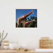 Giraffes Poster (Keuken)