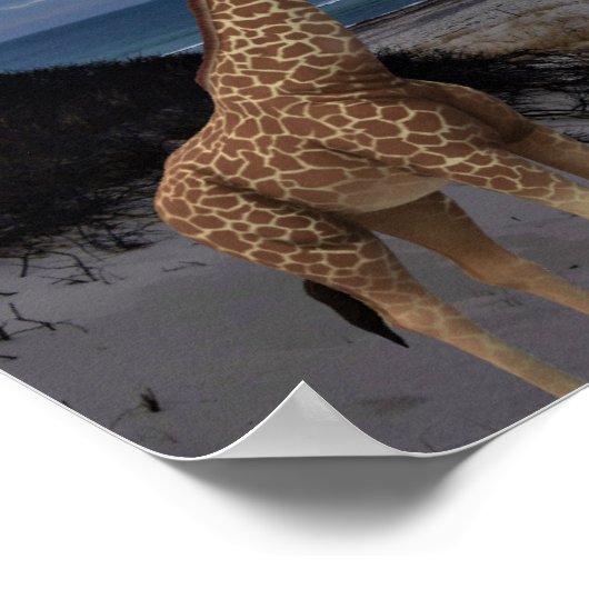 Giraffes Poster (Hoek)