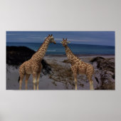 Giraffes Poster (Voorkant)