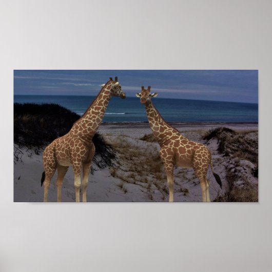 Giraffes Poster (Voorkant)