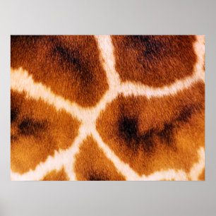 GIRAFFES POSTER