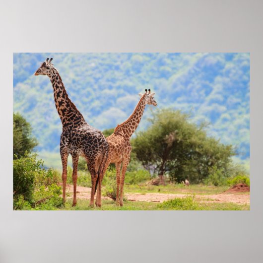 Giraffes Poster (Voorkant)