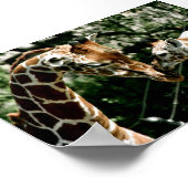 Giraffes Poster (Hoek)