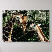 Giraffes Poster (Voorkant)