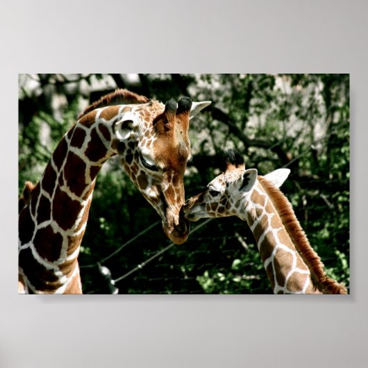 Giraffes Poster (Voorkant)