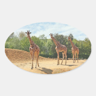 Giraffes Stickers