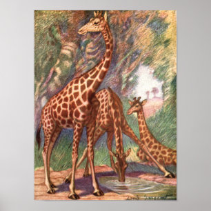 Giraffes van Louis Sargent, Afrikaanse dieren Poster
