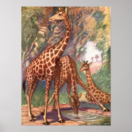 Giraffes van Louis Sargent, Afrikaanse dieren Poster (Voorkant)