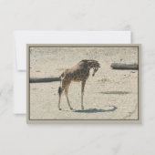 Giraffes Verre en Near Bedankkaart (Achterkant)