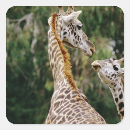 Giraffes Vierkante Sticker (Voorkant)