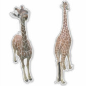 Giraffes voor en achter sticker (Voorkant)