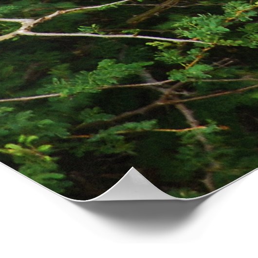 Giraffes wandhangingen en afbeeldingen poster (Hoek)