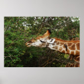 Giraffes wandhangingen en afbeeldingen poster (Voorkant)