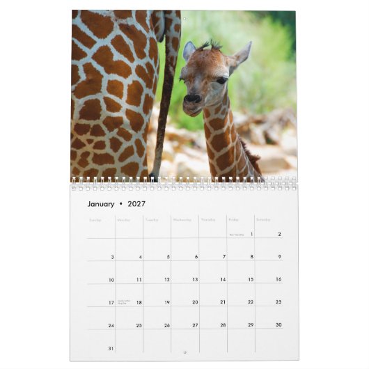 Giraffes wandkalender kalender (Jan 2027)