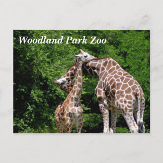 Giraffes @ Woodland Park Zoo Briefkaarten