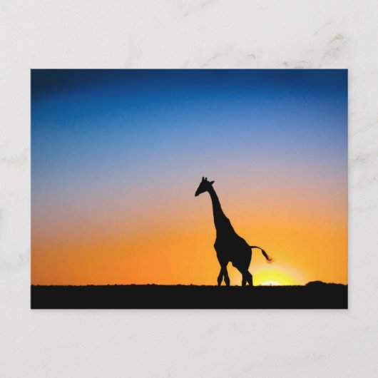 Giraffes zonsondergang briefkaart (Voorkant)