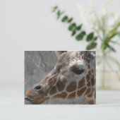 girafkop briefkaart (Staand voorkant)