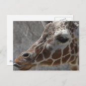 girafkop briefkaart (Voorkant / Achterkant)