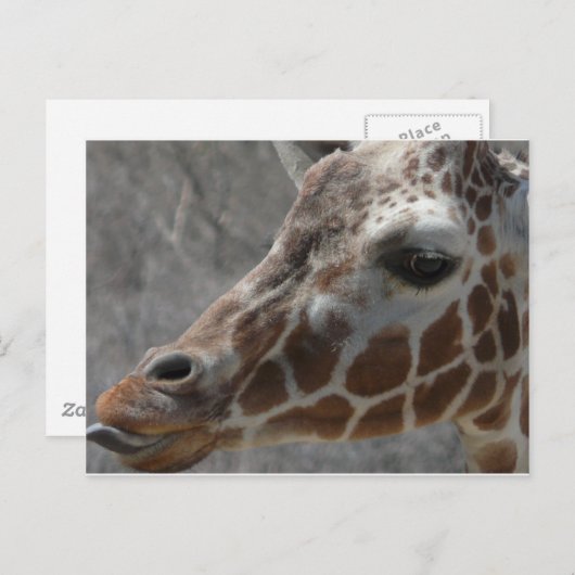 girafkop briefkaart (Voorkant / Achterkant)