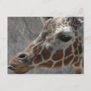 girafkop briefkaart