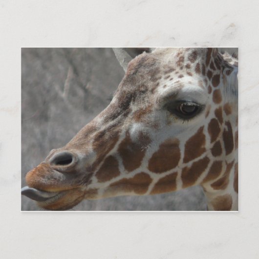 girafkop briefkaart (Voorkant)