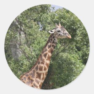 girafkop ronde sticker