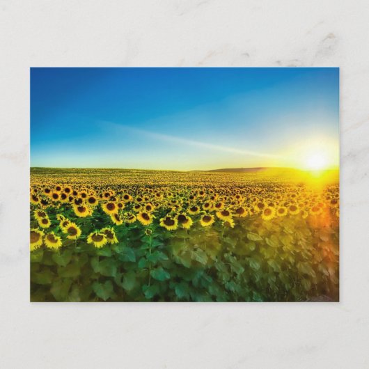 Girassol - Zonnebloem Drie Briefkaart (Voorkant)