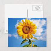 Girassol - Zonnebloem Vier Briefkaart (Voorkant / Achterkant)