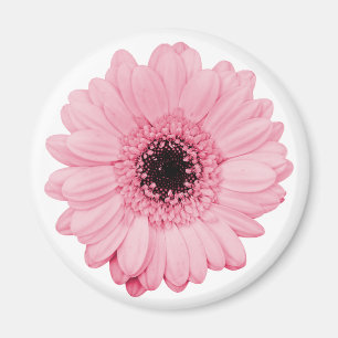 Girly roze magneet w / mooie gerbera bloem
